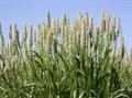 Ispaghula، Sand plantain، اسپرزه، اسبرزه، اسفیدش، اسفیوس، اسپغل، اسپغول، سفیدخوش، شکم پاره، قارنی یا